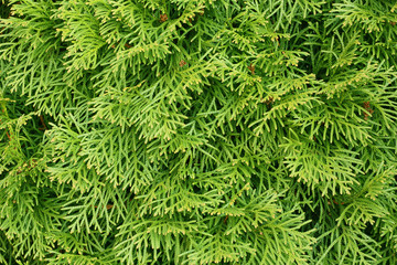 Evergreen thuja.