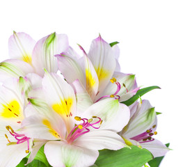 Obraz na płótnie Canvas Bukiet kwiatów Alstromeria