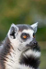 Obraz premium Portrait of a ring-tailed lemur (Lemur Catta)