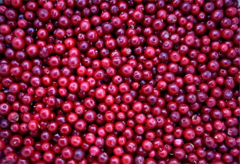 Lingonberry