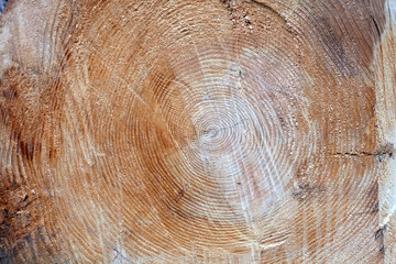 Naklejka premium Cross section of a tree