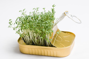 Seedlings from can - healthy food