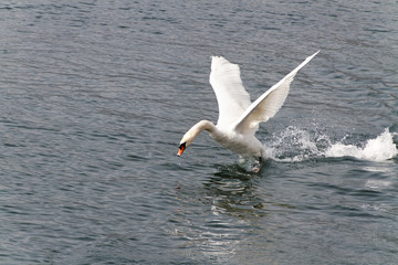 Fototapeta na wymiar Swan rising.