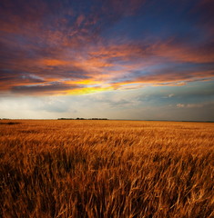 Wheat field