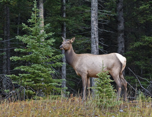 Elk female