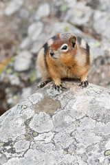 Golden-mantled ground squirrel, spermophilus lateralis