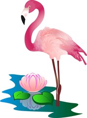 Flamingo