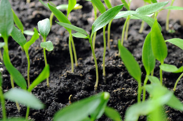 pepper seedlings