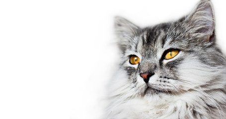 grey fluffy cat look at