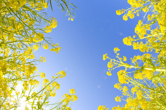 菜の花と青空