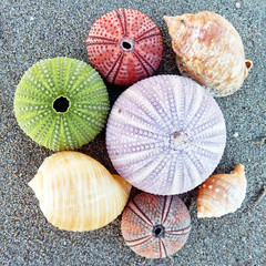 colorful sea urchins and shells on the beach