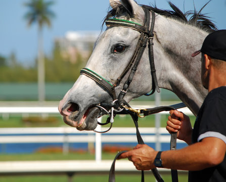 Portrait of a Racehorse