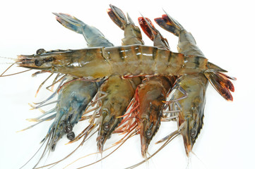 Raw Fresh Prawn Direct From The Market