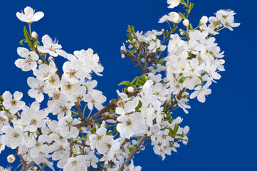 Cherry blossom on blue