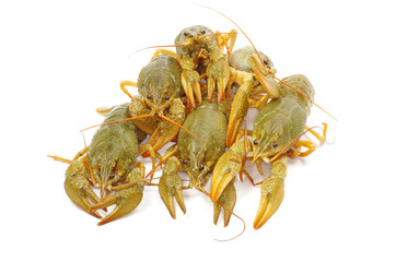 crawfish