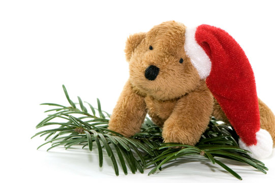 Teddy auf Tannenzweig