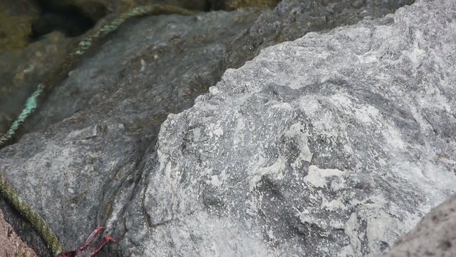 Crab Sun Bathing and Running