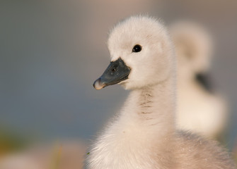 Höckerschwan