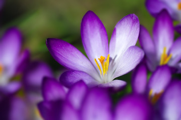 Fototapeta premium spring crocus