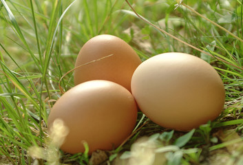 Eier im Gras