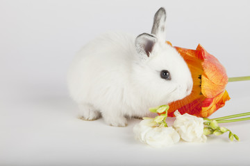 Baby bunny smelling flowers on grey background