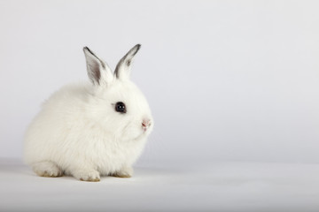 White baby rabbit