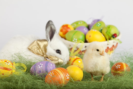 Small baby chicken sitting next to a bunny, with Easter eggs