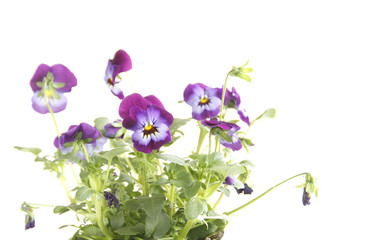 Viola tricolor pansy