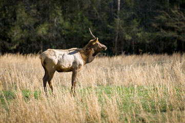 Naklejka na ściany i meble Ełk Wildlife Fotografia w Great Smoky Mountains National Park
