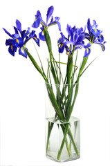 Naklejka na ściany i meble Bouquet d'iris