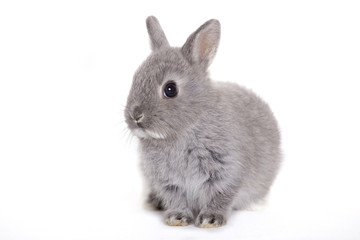 Gray rabbit