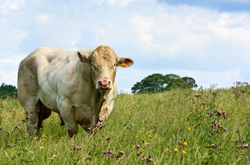 White Bull Grazing