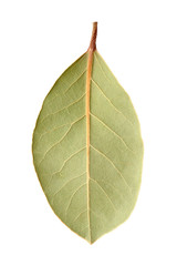 Dry bay leaf