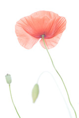 Klatsch-Mohn ( Papaver rhoeas )