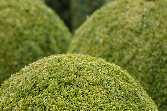 Buxbaum mit Formschnitt