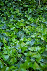 Fototapeta na wymiar full of green leaves