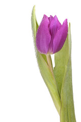 Isolate purple tulip