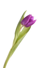 Isolated purple tulip