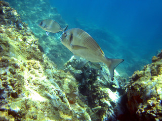 Fototapeta na wymiar sparus aurata gilt head fish underwater, Mediterranean sea