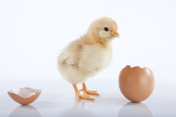 Cute baby chick near empty egg © ANA MARIA TANASESCU