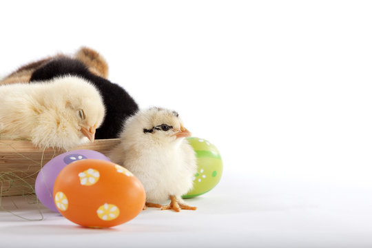 One cute baby chicken next to Easter eggs