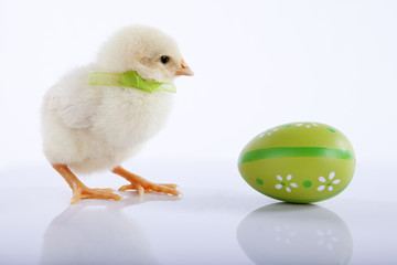 Yellow baby chicken with green Easter egg