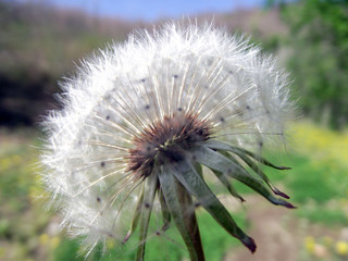 Fiore Che Si Soffia Photos Royalty Free Images Graphics