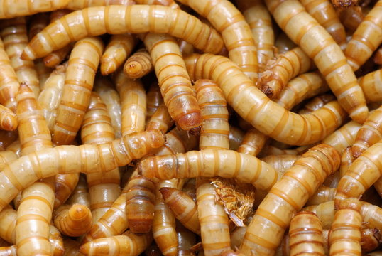 A Group Of Mealworms Larva Of The Flour Beetle,tenebrio Molitor