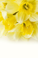 a bunch of daffodils