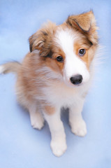 Sable color border collie puppy on the blue background