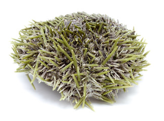 Панцирь морского ежа с иглами. © mvi690