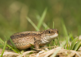 Zootoca vivipara