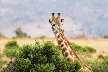 Giraffe and bush