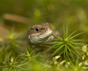 Zootoca vivipara